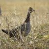 Greater Prairie-Chicken photo by Kelly Preheim