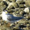 Least Tern photo by Kelly Preheim