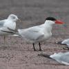 Caspian Tern photo by Roger Dietrich