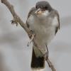 Eastern Kingbird photo by Roger Dietrich