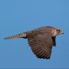 Gyrfalcon photo by Doug Backlund