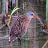 Virginia Rail photo by Kelly Preheim