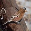 Gray-crowned Rosy-Finch photo by Doug Backlund