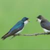 Tree Swallow photo by Doug Backlund