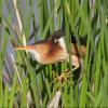 Least Bittern photo by Doug Backlund