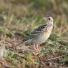 Sprague's Pipit photo by Doug Backlund